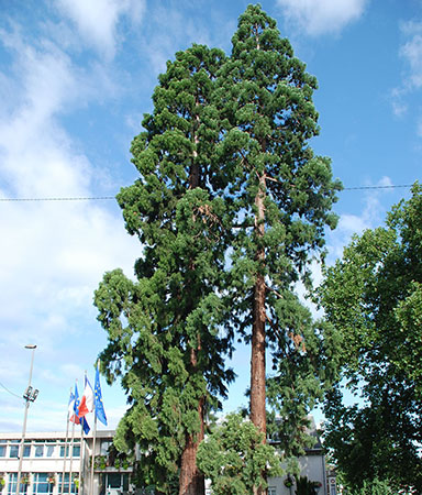 Sequoiadendron, Franconville - © G. Carcassès